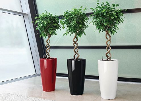 Ficus Benjamin (90 photos): types and care