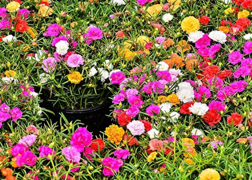 Purslane (80 photos): types and care