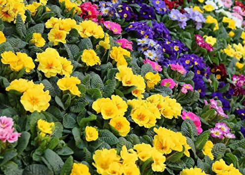 Primrose (75 photos): types and care