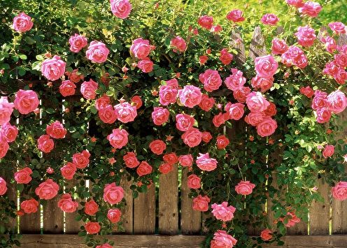 English rose (85 photos): types and varieties, care