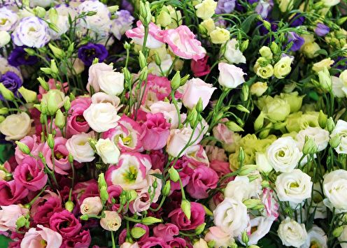 Eustoma (lisianthus): 65 photos, care and cultivation