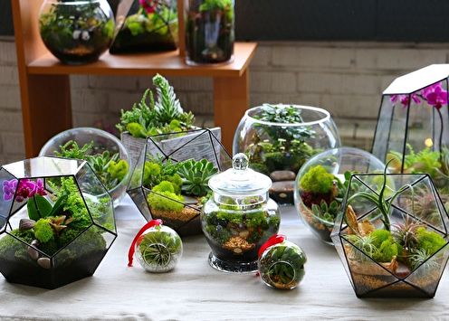 85+ do-it-yourself florarium ideas (photo)