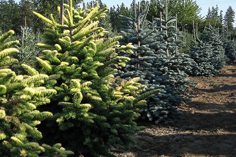 Korean Fir - Main species