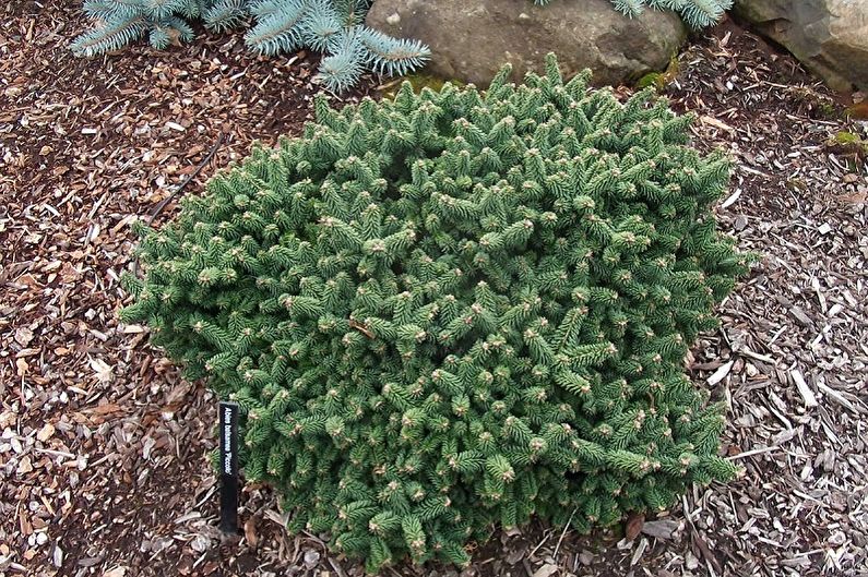 Korean Fir - Main species