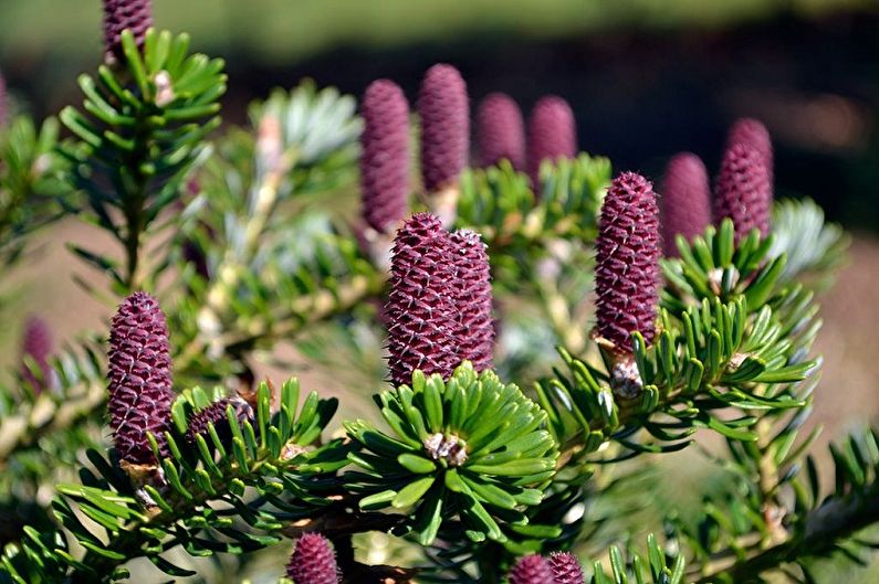 Korean Fir Care - Temperature