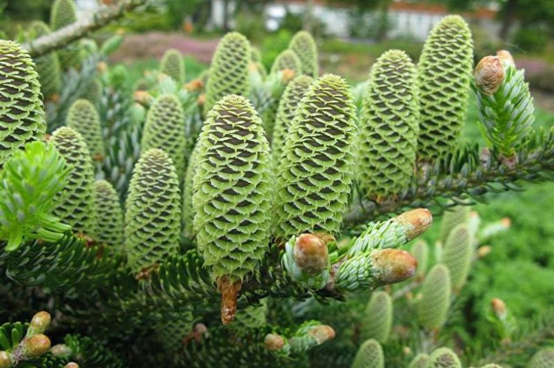 Korean Fir Care - Humidity