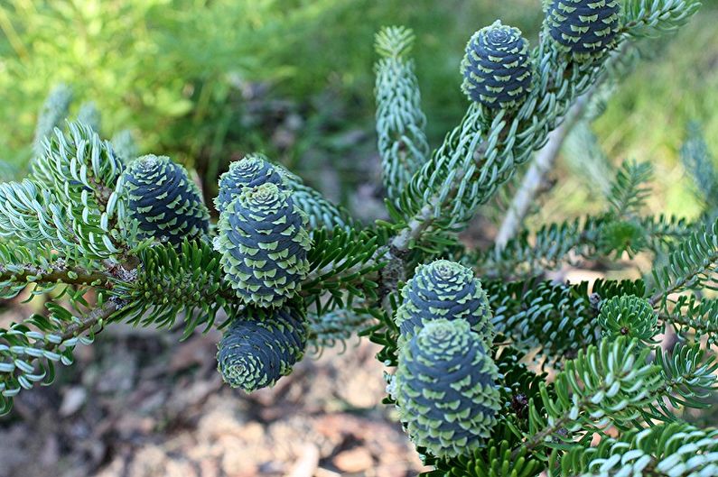 Korean Fir Care - Humidity