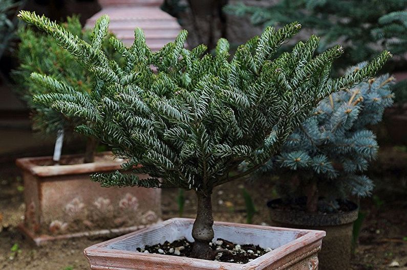 Korean Fir Care - Fertilizers and Feeding
