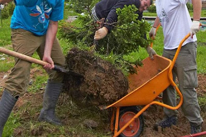 How to transplant Korean fir