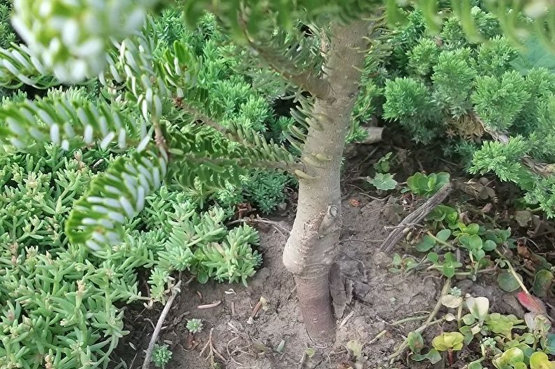 How to transplant Korean fir