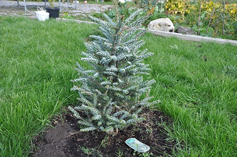 How to transplant Korean fir