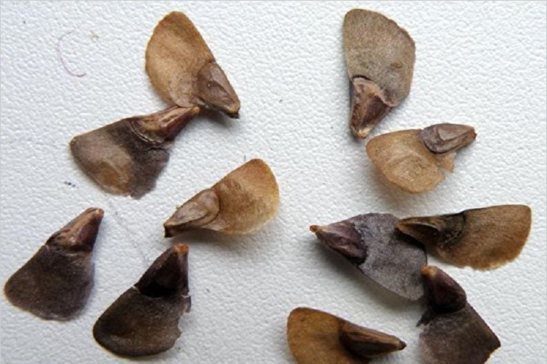 Korean fir seed propagation