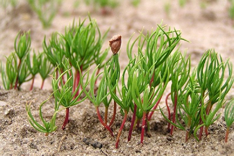Korean fir seed propagation