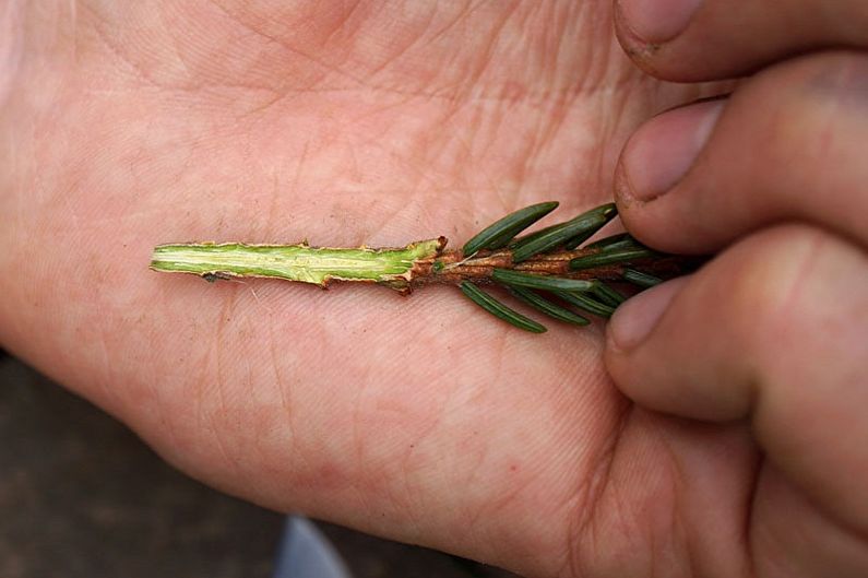 Reproduction of fir Korean cuttings