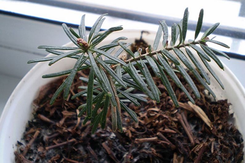 Reproduction of fir Korean cuttings
