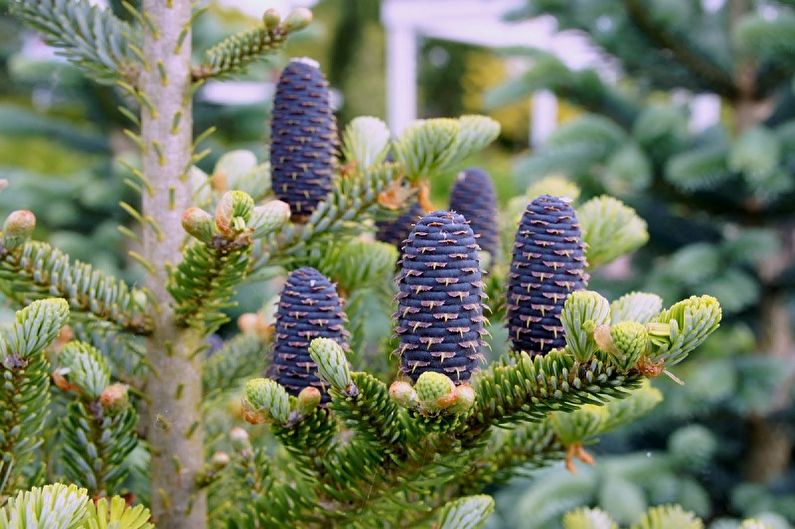 Korean fir - photo