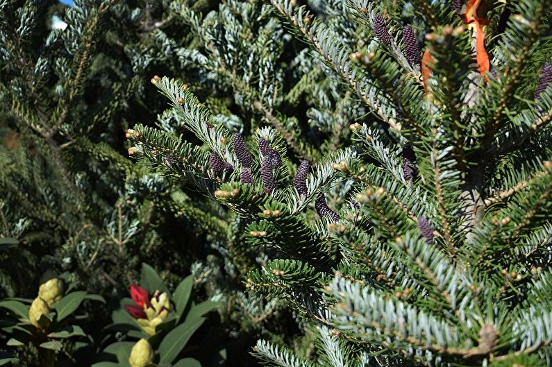 Korean fir - photo