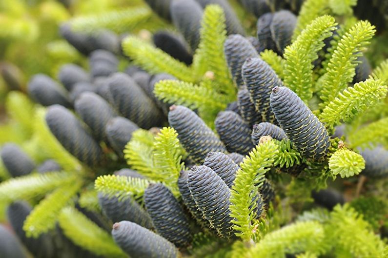 Korean fir - photo