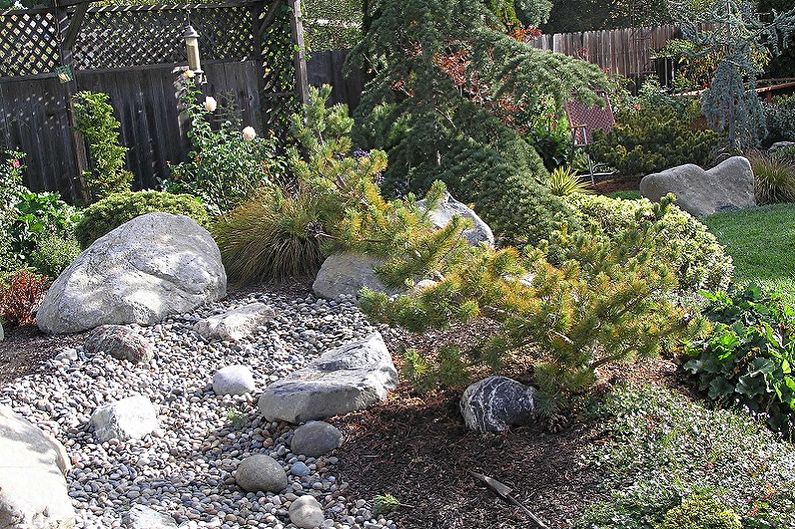 Korean fir - photo