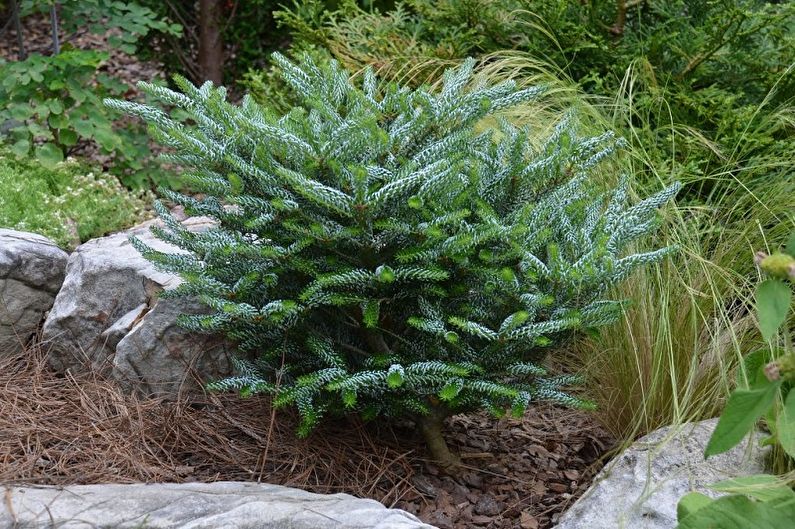 Korean fir - photo