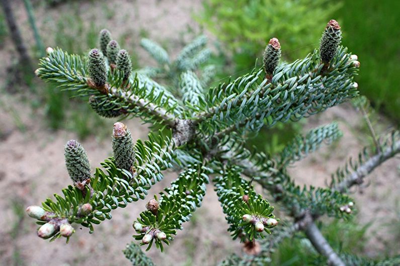 Korean fir - photo