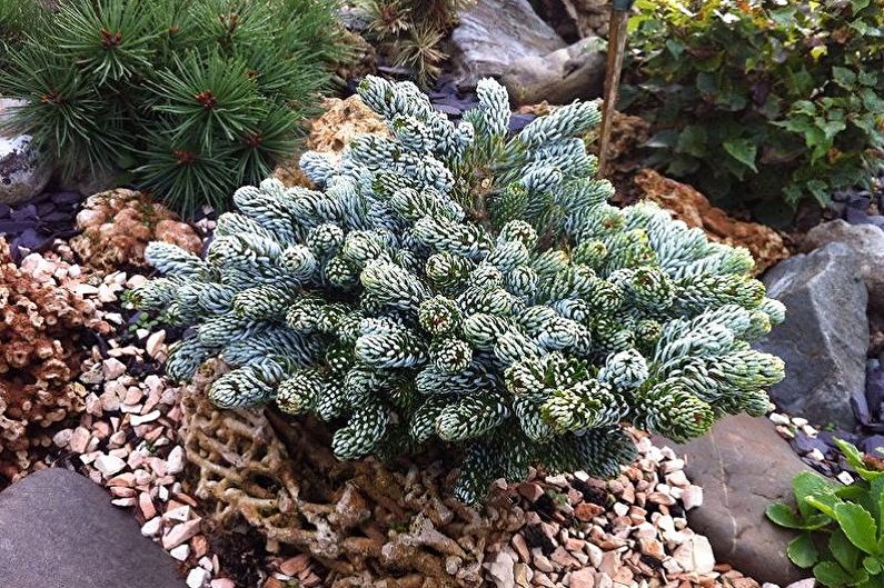 Korean fir - photo