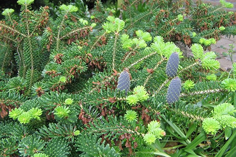 Korean fir - photo