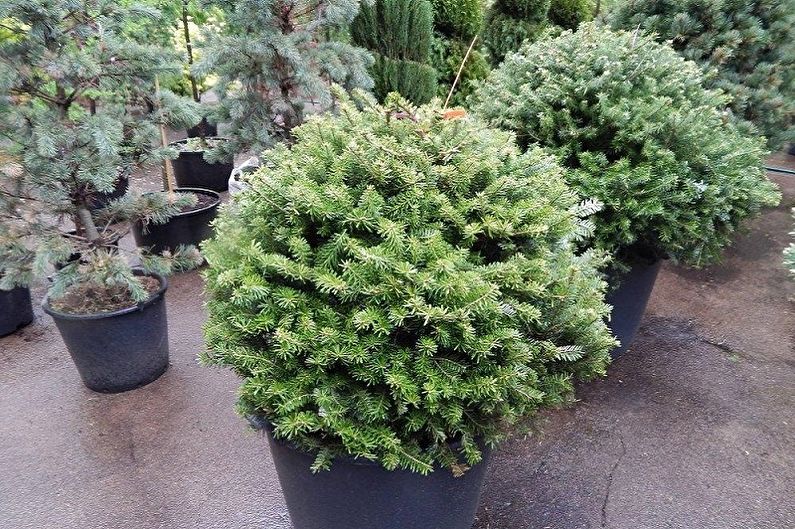 Korean fir - photo