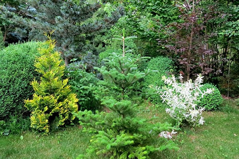 Korean fir - photo