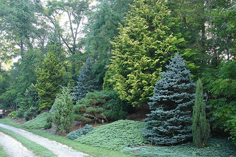 Korean fir - photo