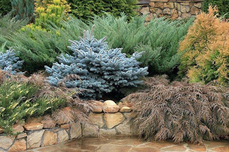 Korean fir - photo