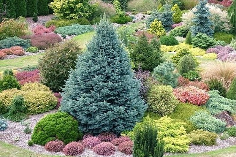 Korean fir - photo
