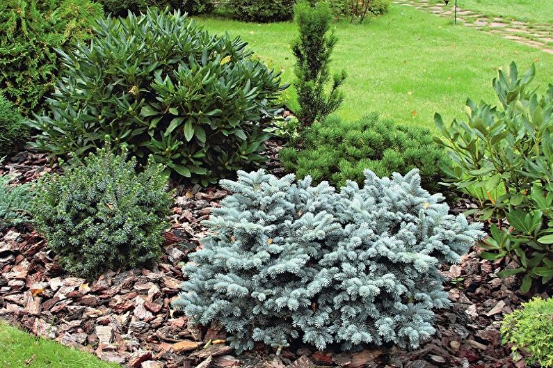 Korean fir - photo