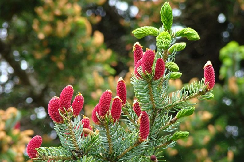 Korean fir - photo