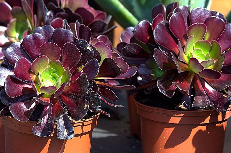 Types of Succulents - Eonium