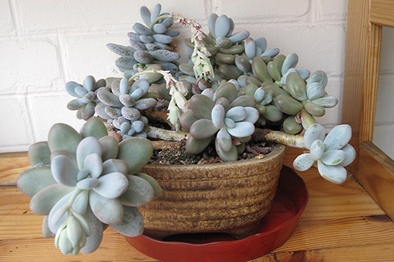 Types of Succulents - Pachyphytum