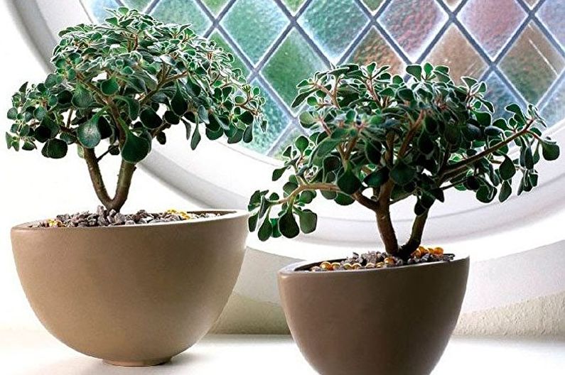 Types of Succulents - Aichrison