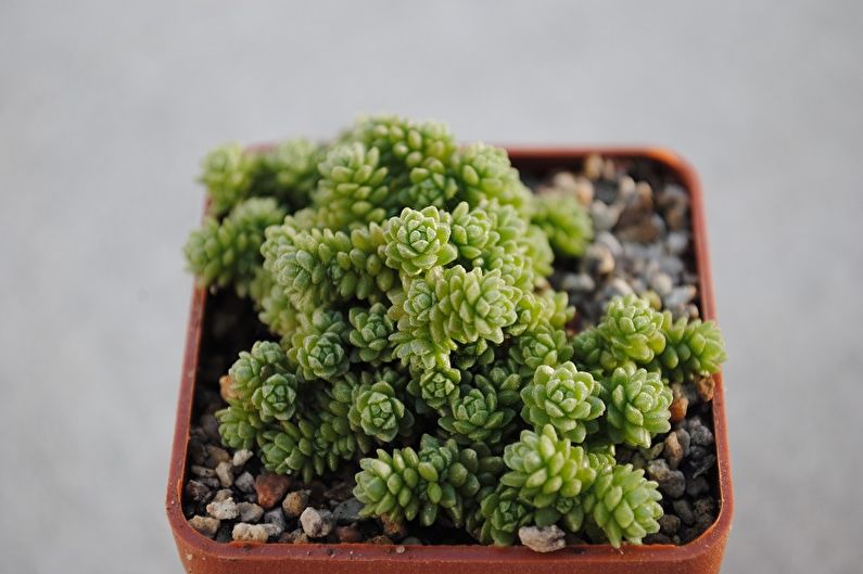 Types of Succulents - Monantes