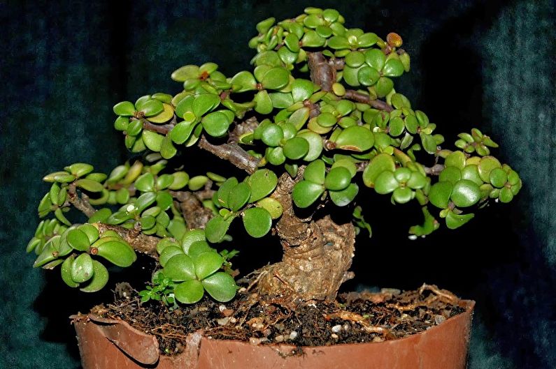 Types of Succulents - Portulacaria