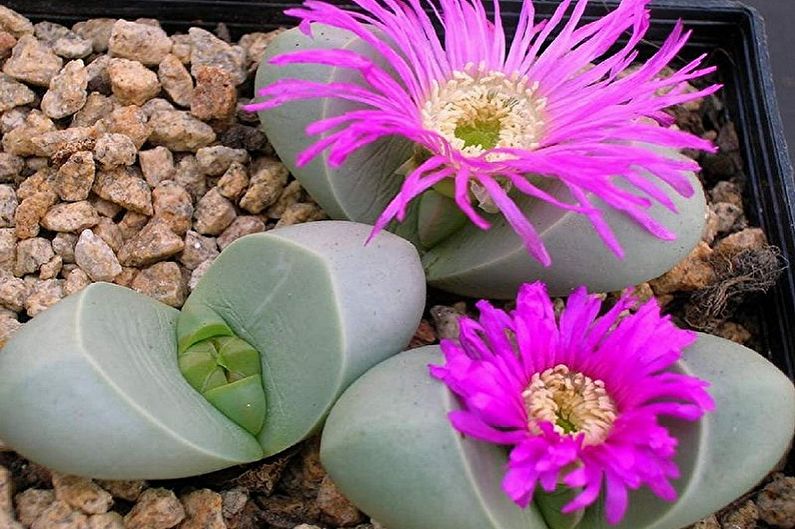 Types of Succulents - Argyroderma