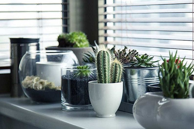 Succulents - photo