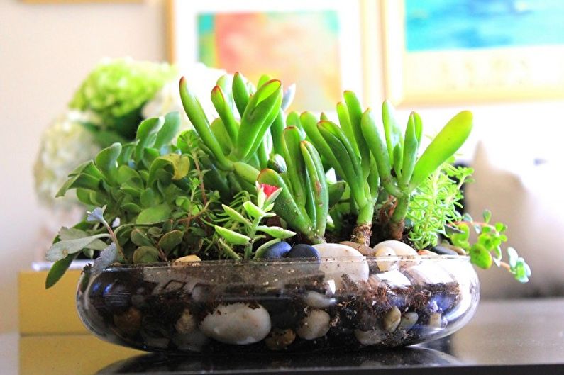 Succulents - photo