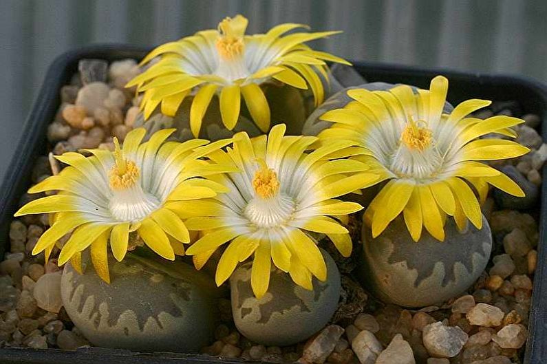 Succulents - photo