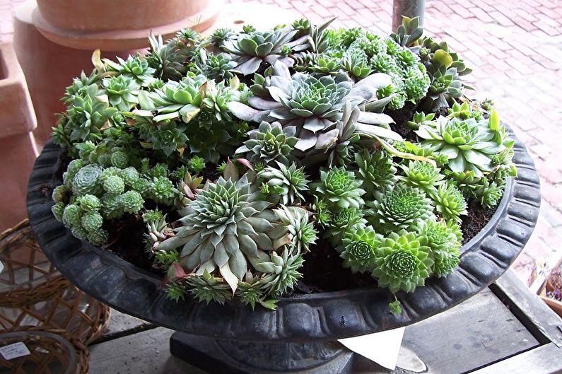 Succulents - photo