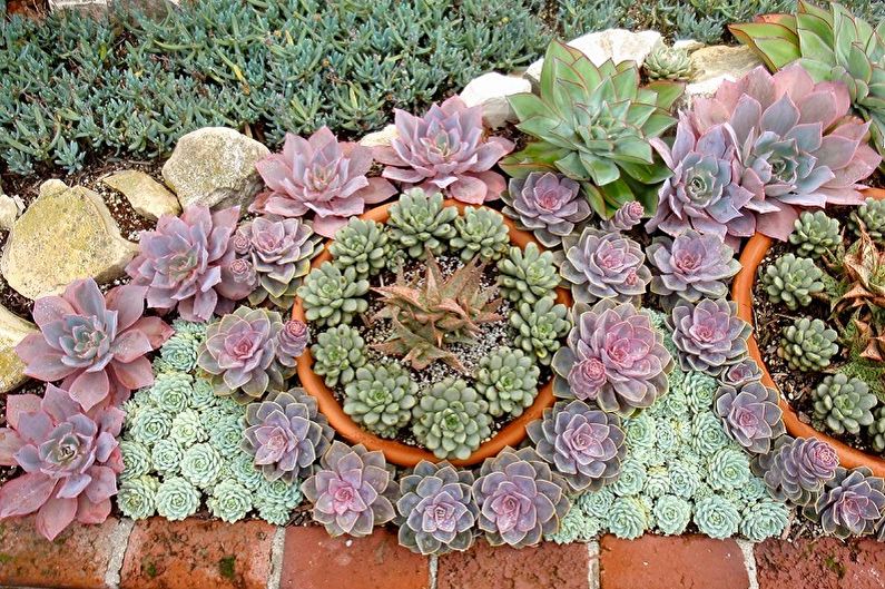 Succulents - photo