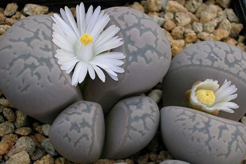 Succulents - photo