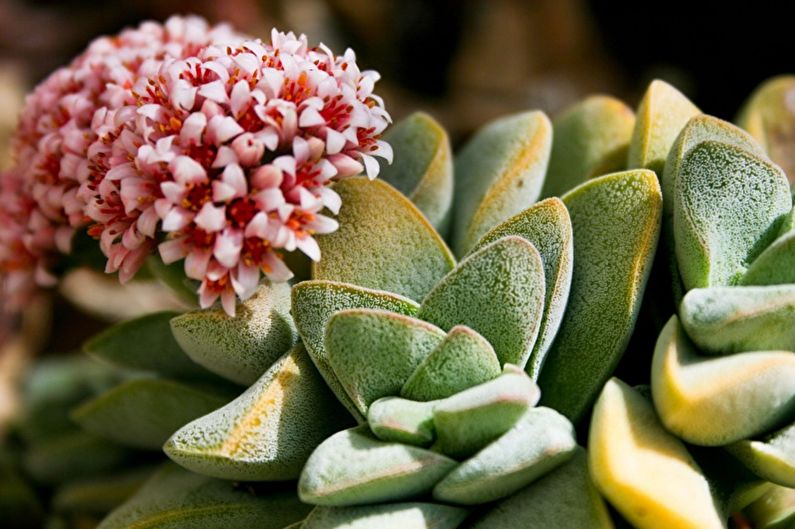 Succulents - photo
