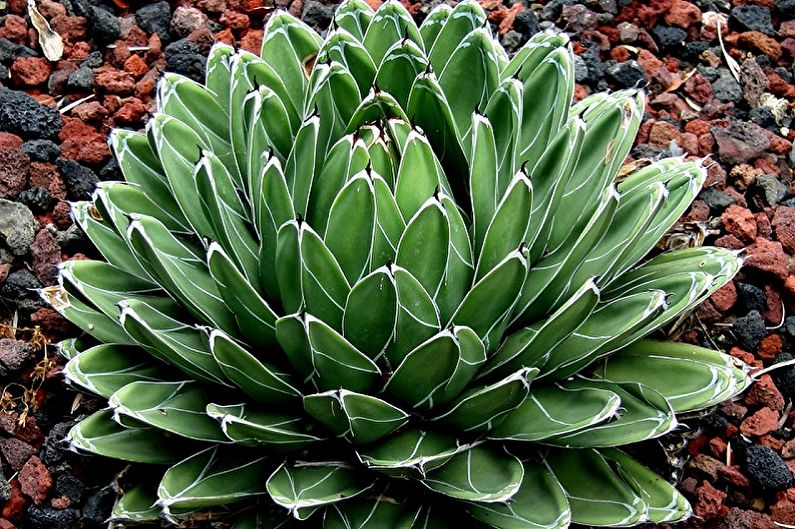 Succulents - photo