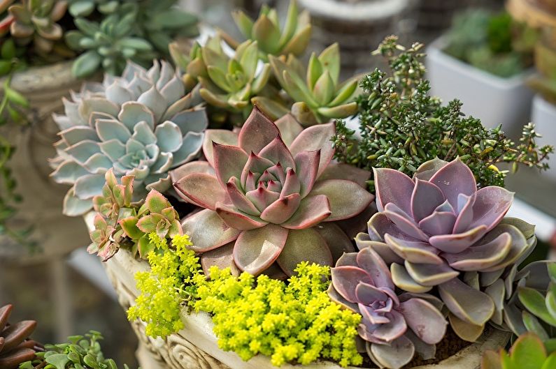 Succulents - photo