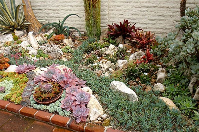 Succulents - photo